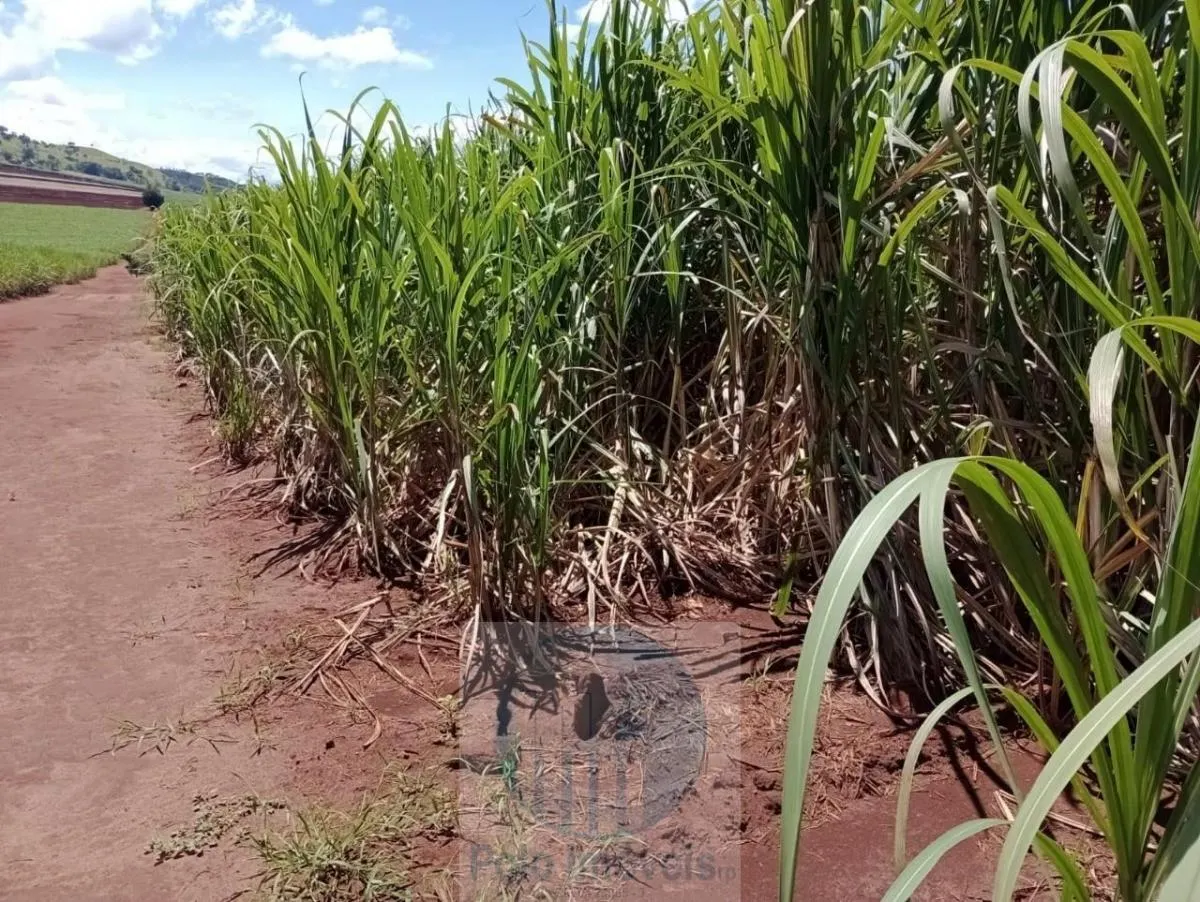 Fazenda à venda de 773 ha em Serra Azul, SP, Brasil