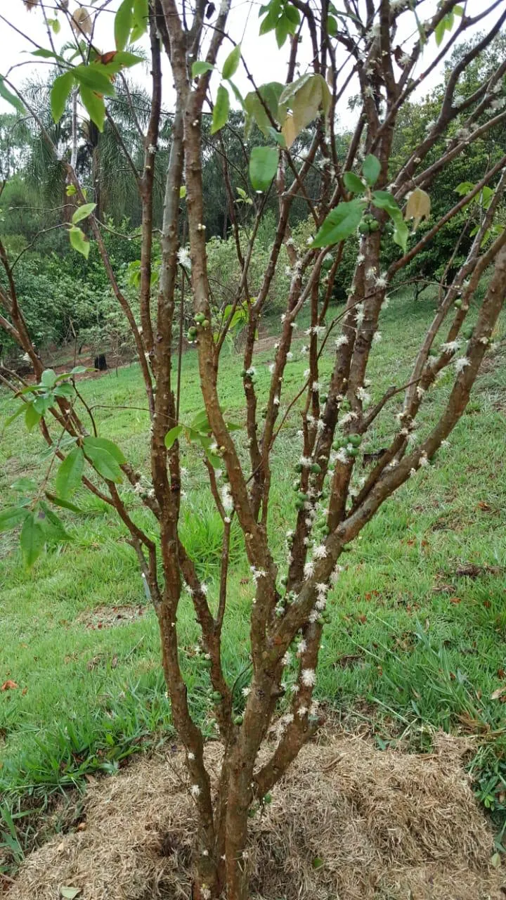 Chácara à venda de 6.600 m² em São José dos Campos, SP, Brasil