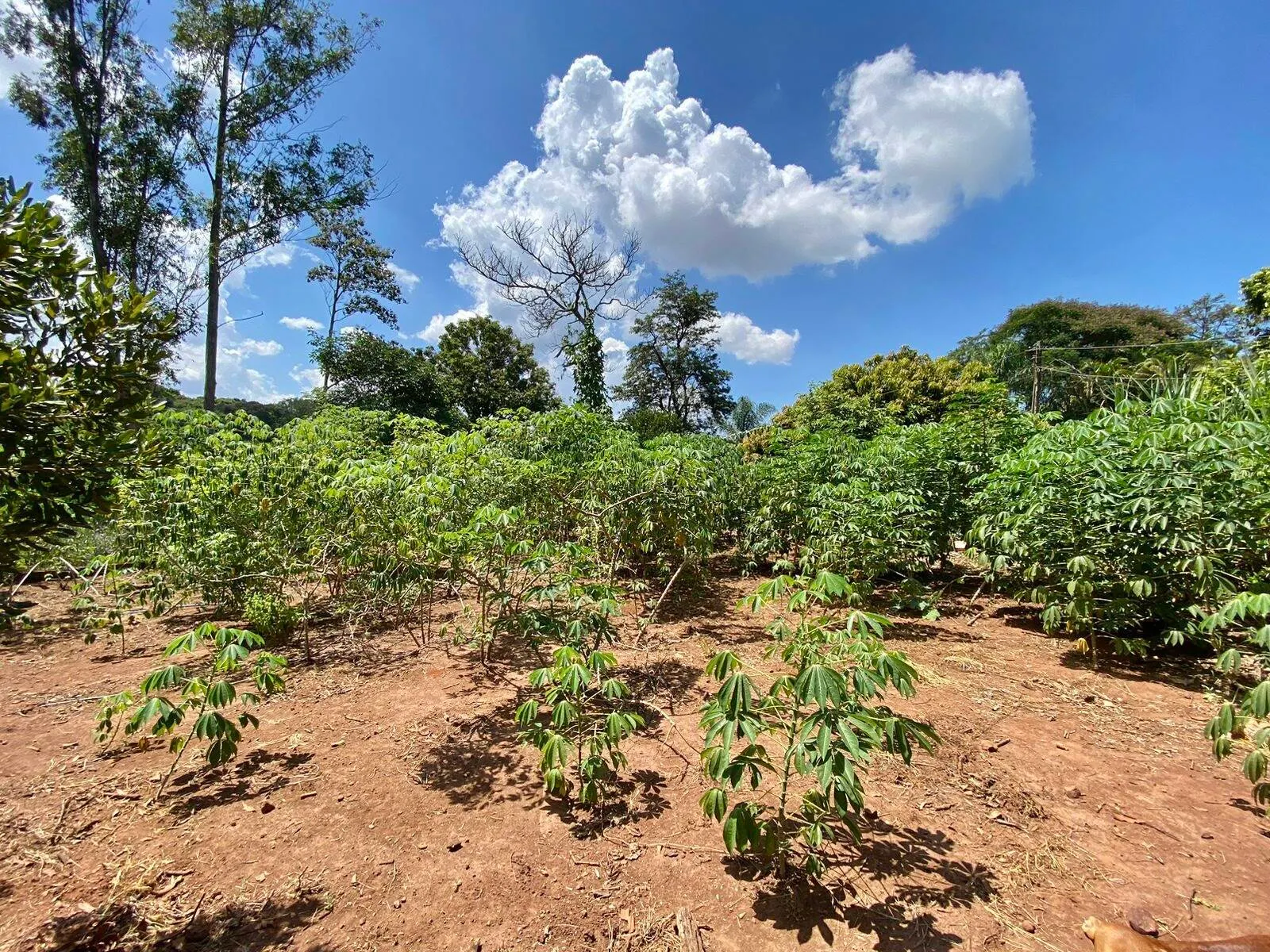 Chácara à venda de 2.000 m² em Piraju, SP, Brasil
