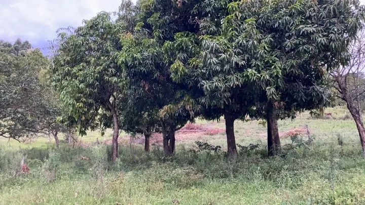 Chácara à venda de 1 ha em Rolante, RS, Brasil