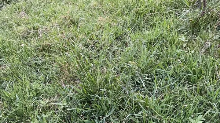 Chácara à venda de 1 ha em Rolante, RS, Brasil