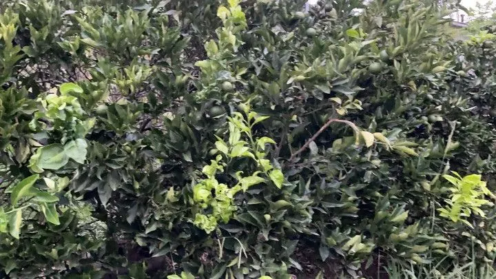 Chácara à venda de 1 ha em Rolante, RS, Brasil