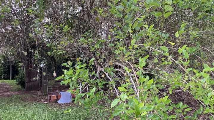 Chácara à venda de 1 ha em Rolante, RS, Brasil
