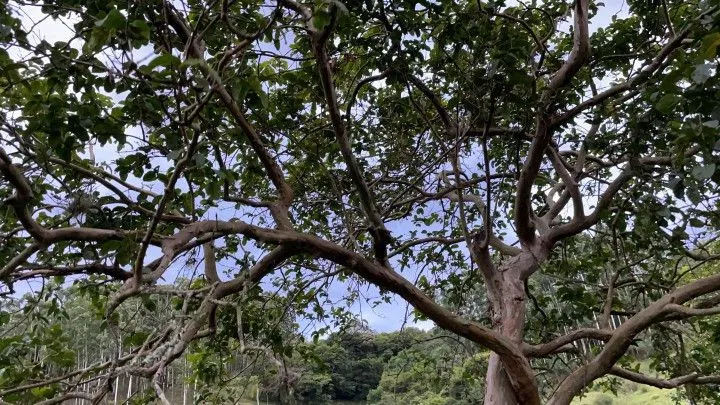 Chácara à venda de 1 ha em Rolante, RS, Brasil