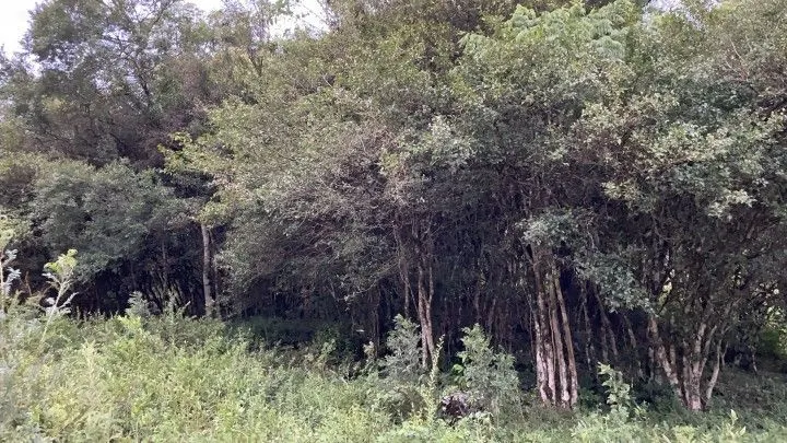 Chácara à venda de 1 ha em Rolante, RS, Brasil