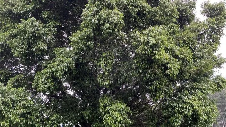 Chácara à venda de 1 ha em Rolante, RS, Brasil