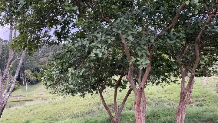 Chácara à venda de 1 ha em Rolante, RS, Brasil