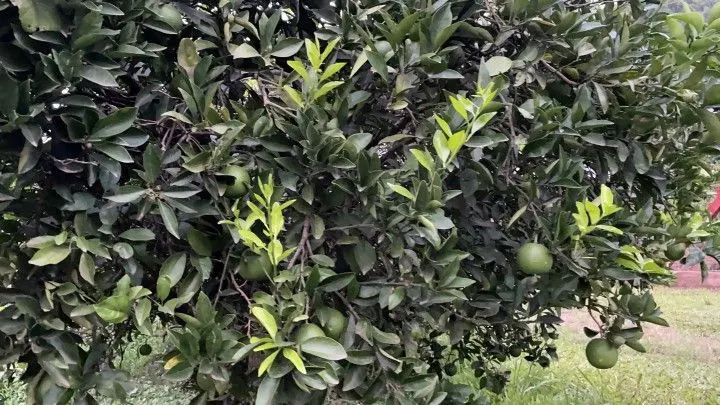 Chácara à venda de 1 ha em Rolante, RS, Brasil