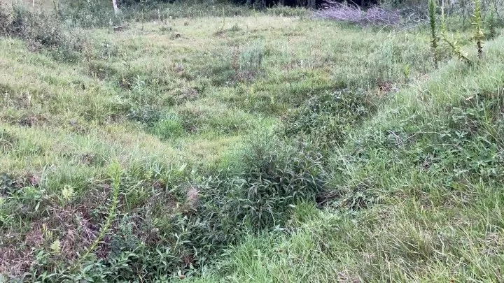 Chácara à venda de 1 ha em Rolante, RS, Brasil
