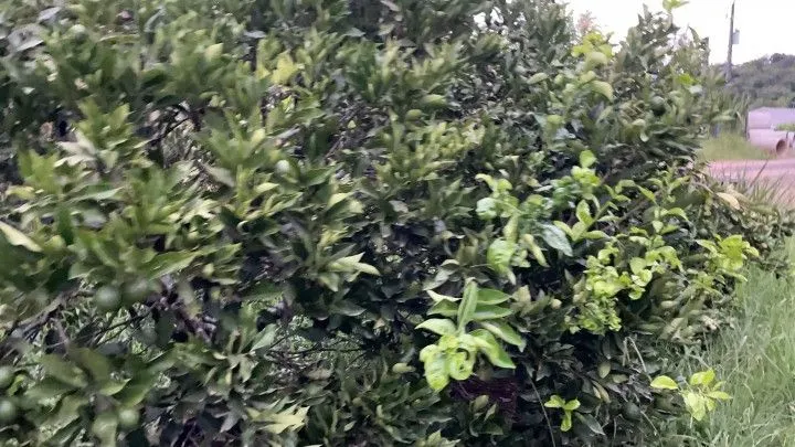 Chácara à venda de 1 ha em Rolante, RS, Brasil