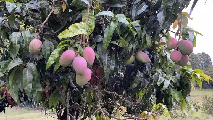 Chácara à venda de 1 ha em Rolante, RS, Brasil