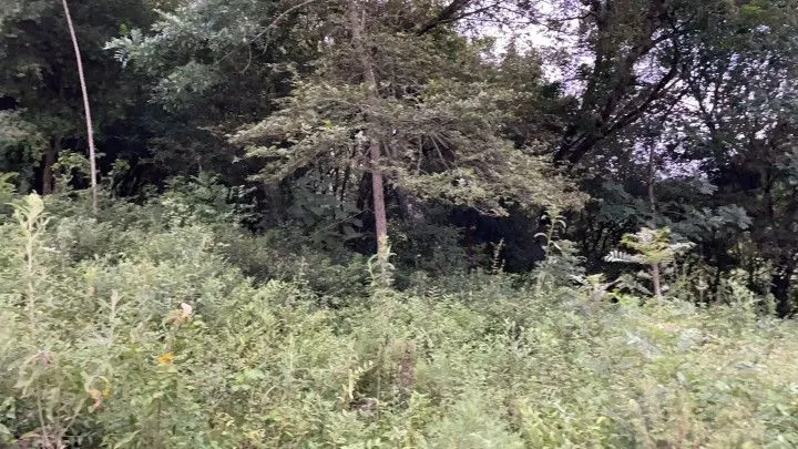 Chácara à venda de 1 ha em Rolante, RS, Brasil