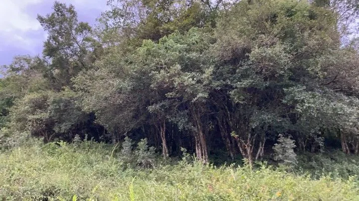 Chácara à venda de 1 ha em Rolante, RS, Brasil