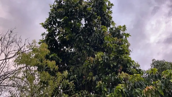 Chácara à venda de 1 ha em Rolante, RS, Brasil