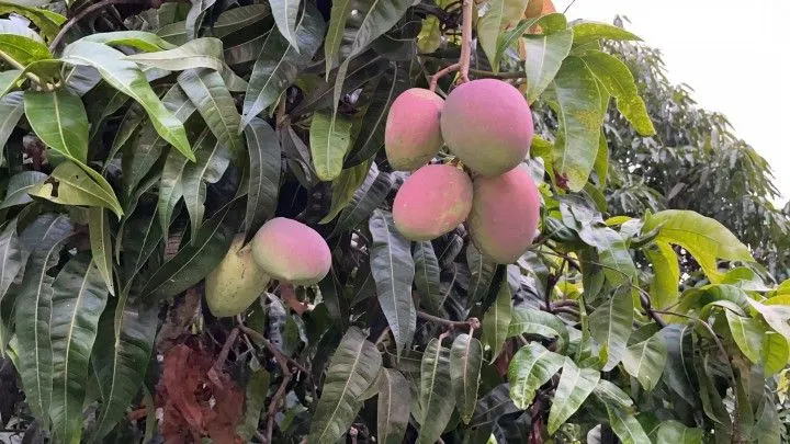 Chácara à venda de 1 ha em Rolante, RS, Brasil