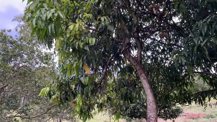 Chácara à venda de 1 ha em Rolante, RS, Brasil