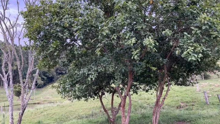 Chácara à venda de 1 ha em Rolante, RS, Brasil