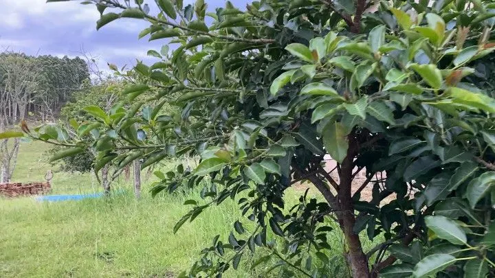 Chácara à venda de 1 ha em Rolante, RS, Brasil