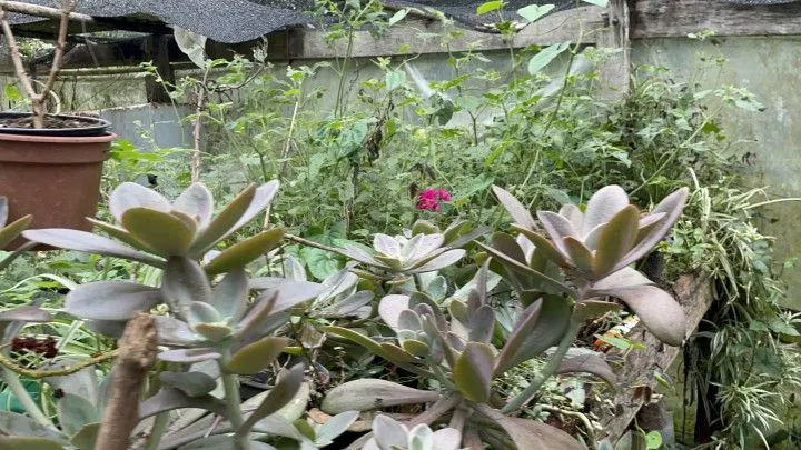 Country home for sale of 9 acres in Taquara, RS, Brazil