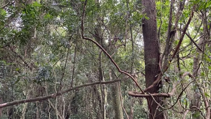 Plot for sale of 7 acres in Santo Antônio da Patrulha, RS, Brazil