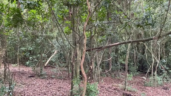 Plot for sale of 7 acres in Santo Antônio da Patrulha, RS, Brazil