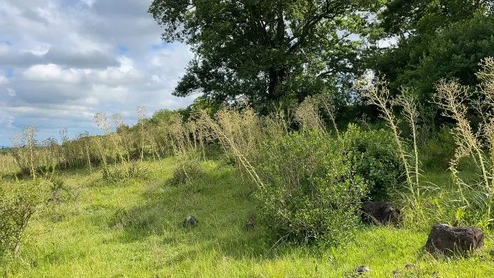Plot for sale of 7 acres in Santo Antônio da Patrulha, RS, Brazil
