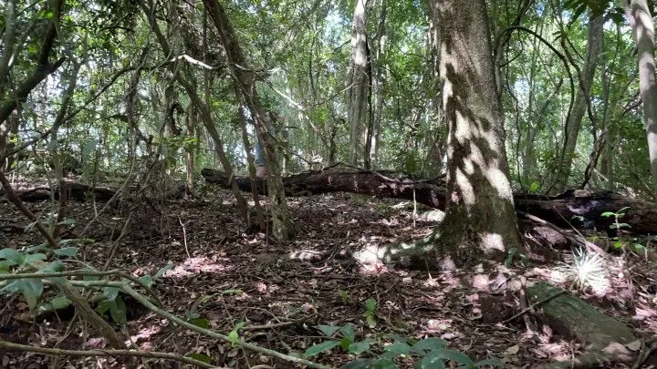Plot for sale of 7 acres in Santo Antônio da Patrulha, RS, Brazil
