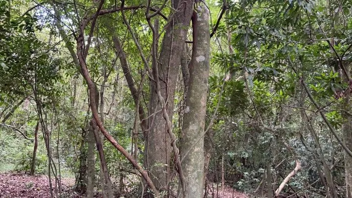 Plot for sale of 7 acres in Santo Antônio da Patrulha, RS, Brazil