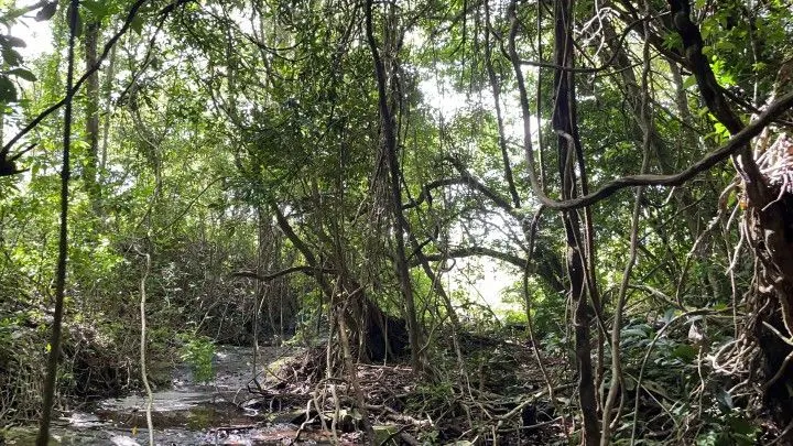 Plot for sale of 7 acres in Santo Antônio da Patrulha, RS, Brazil