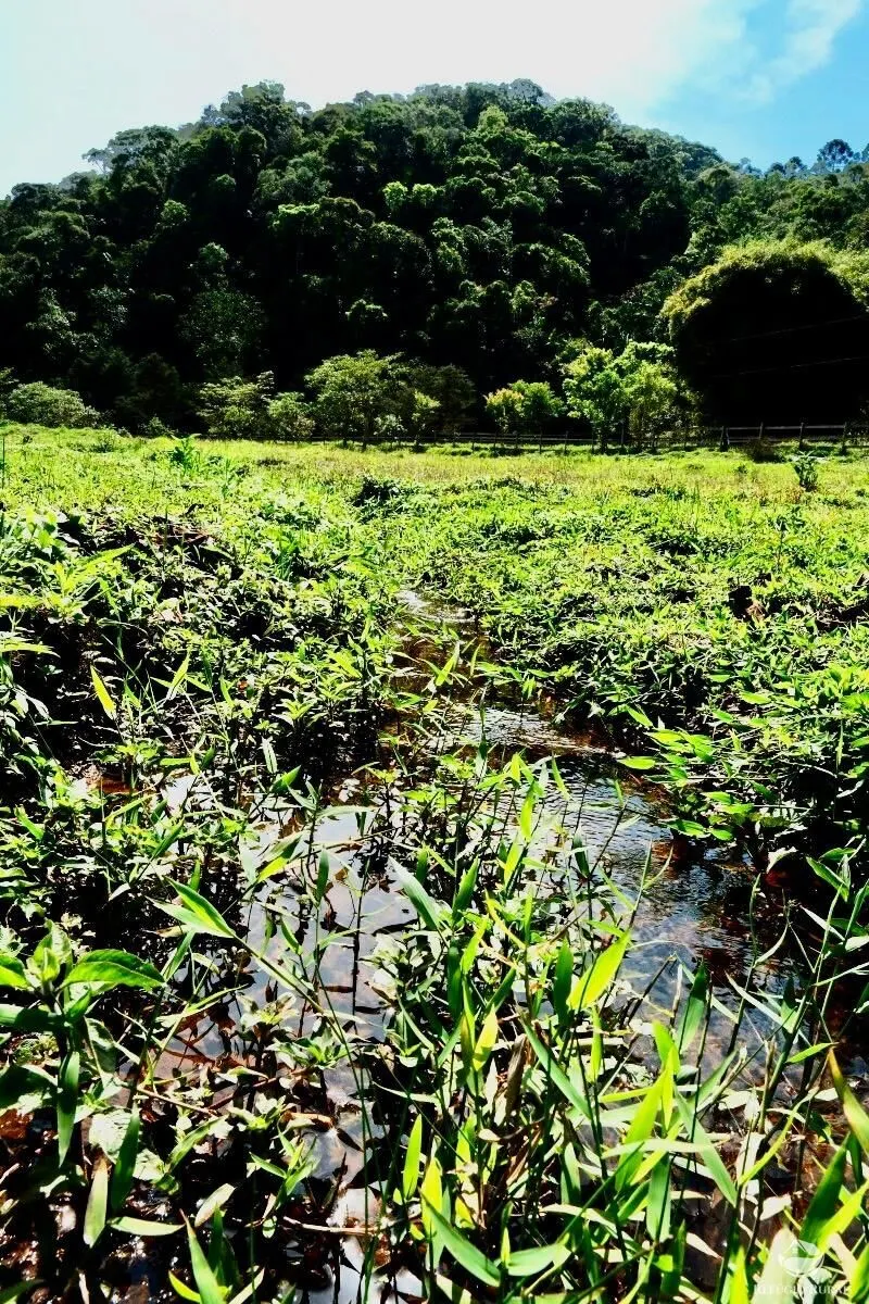 Small farm for sale of 5 acres in São José dos Campos, SP, Brazil