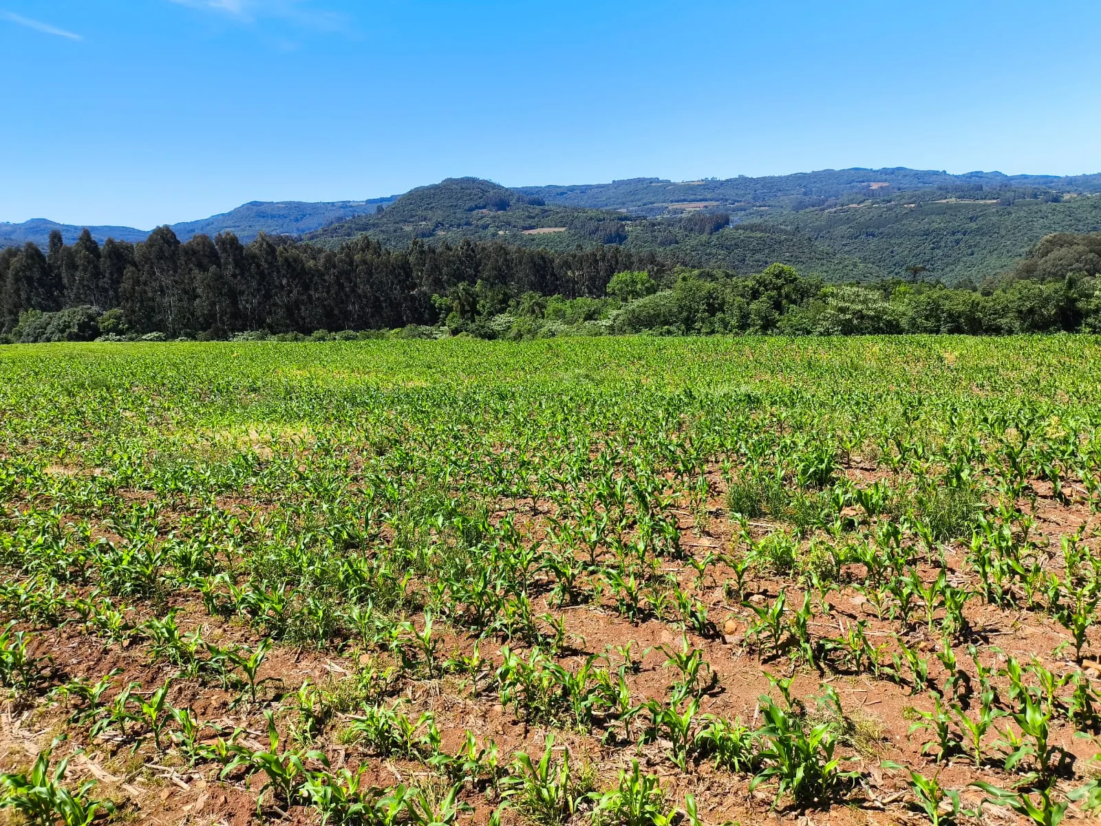 Small farm for sale of 14 acres in Gramado, RS, Brazil