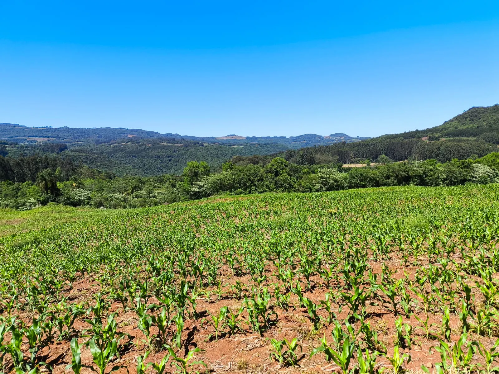 Small farm for sale of 14 acres in Gramado, RS, Brazil