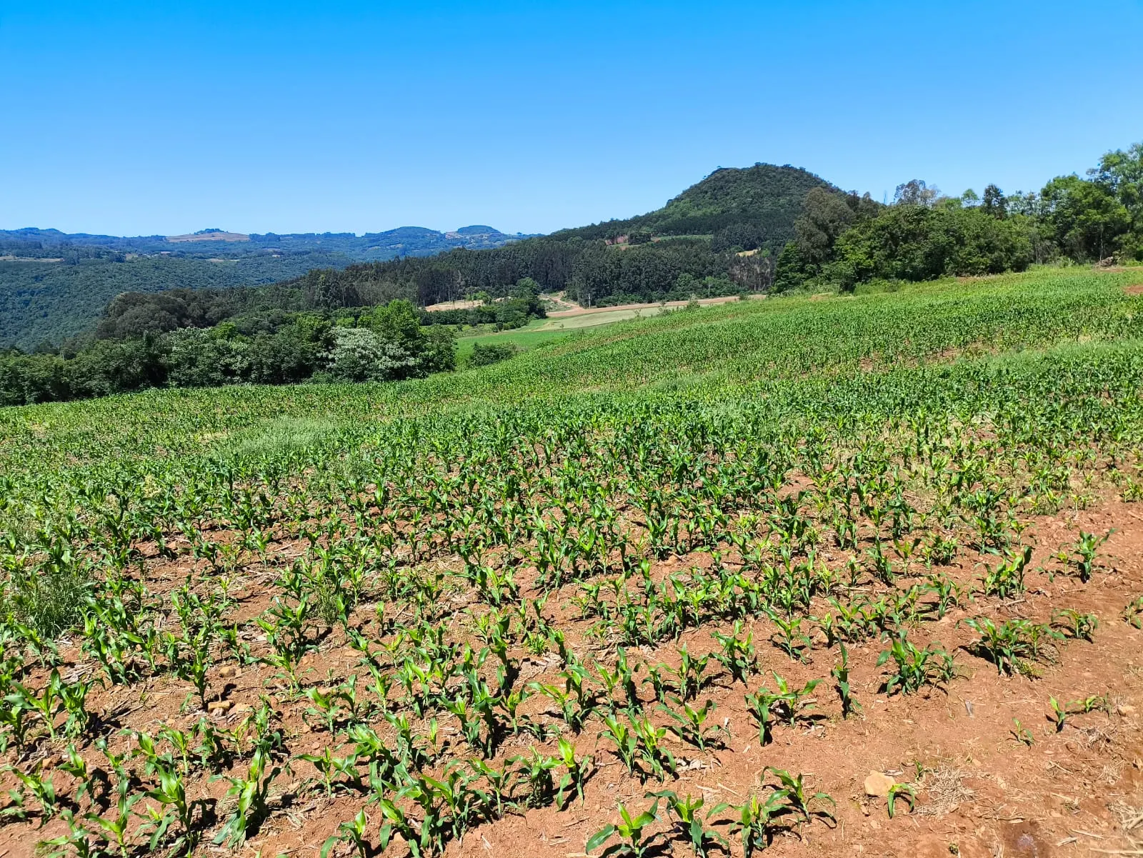 Small farm for sale of 14 acres in Gramado, RS, Brazil