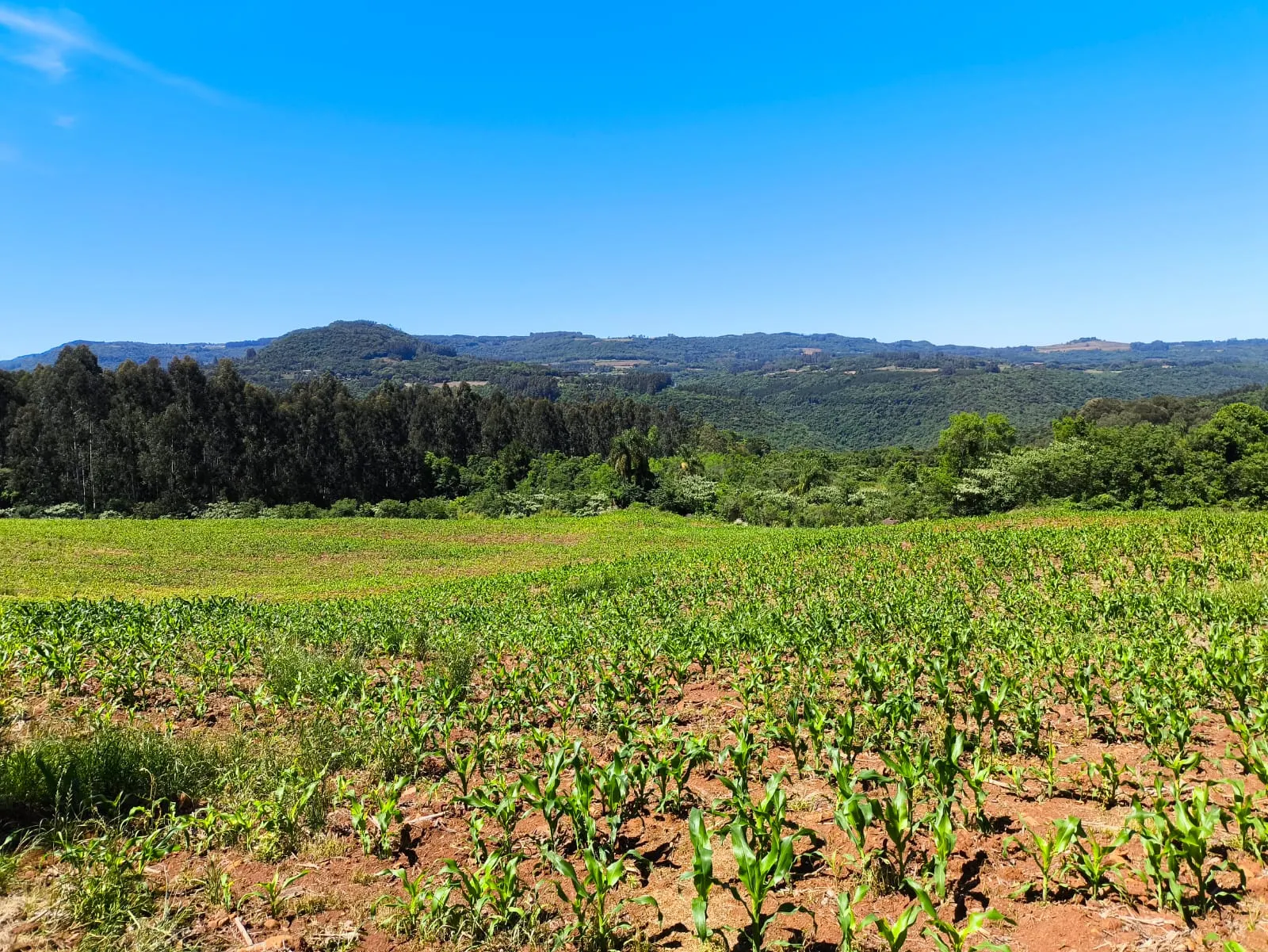 Small farm for sale of 14 acres in Gramado, RS, Brazil