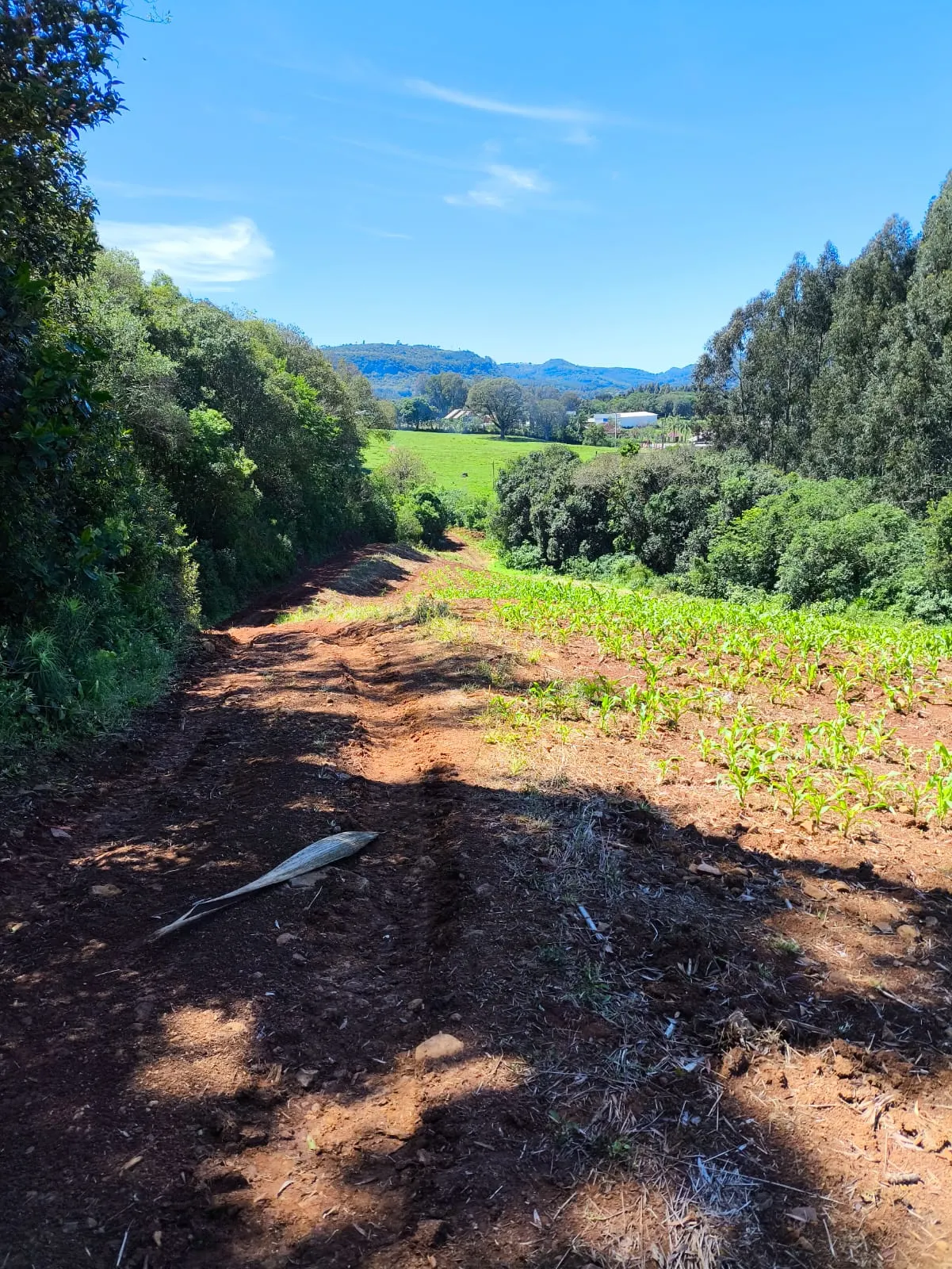 Small farm for sale of 14 acres in Gramado, RS, Brazil