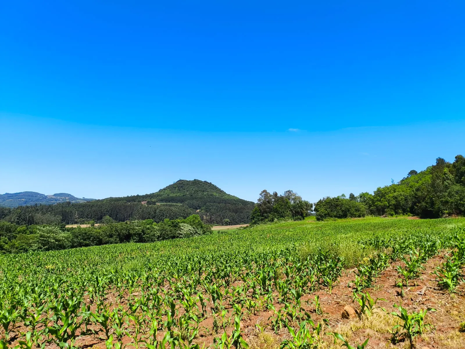 Small farm for sale of 14 acres in Gramado, RS, Brazil