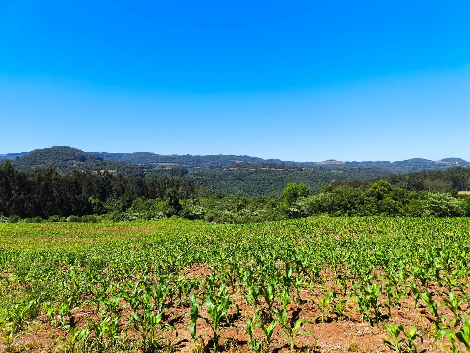 Small farm for sale of 14 acres in Gramado, RS, Brazil