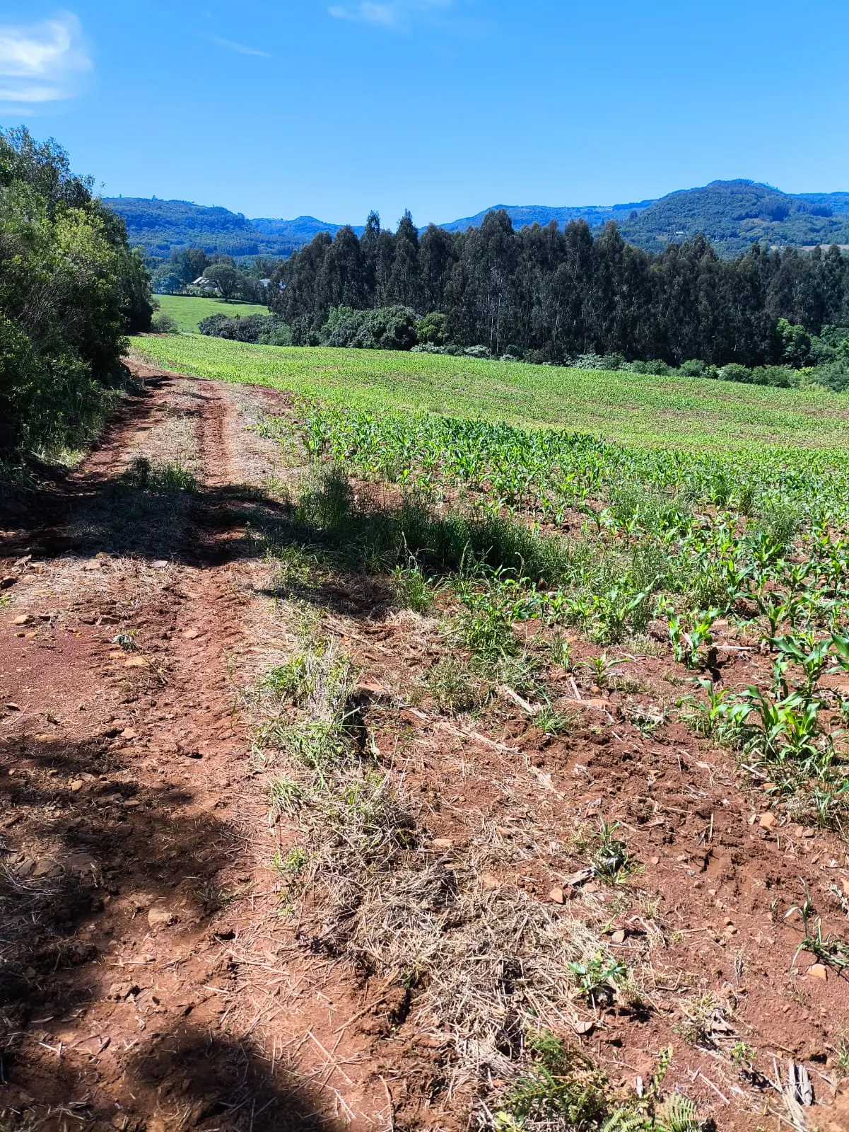 Small farm for sale of 14 acres in Gramado, RS, Brazil