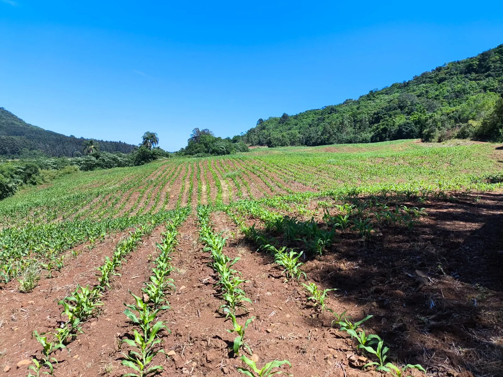 Small farm for sale of 14 acres in Gramado, RS, Brazil
