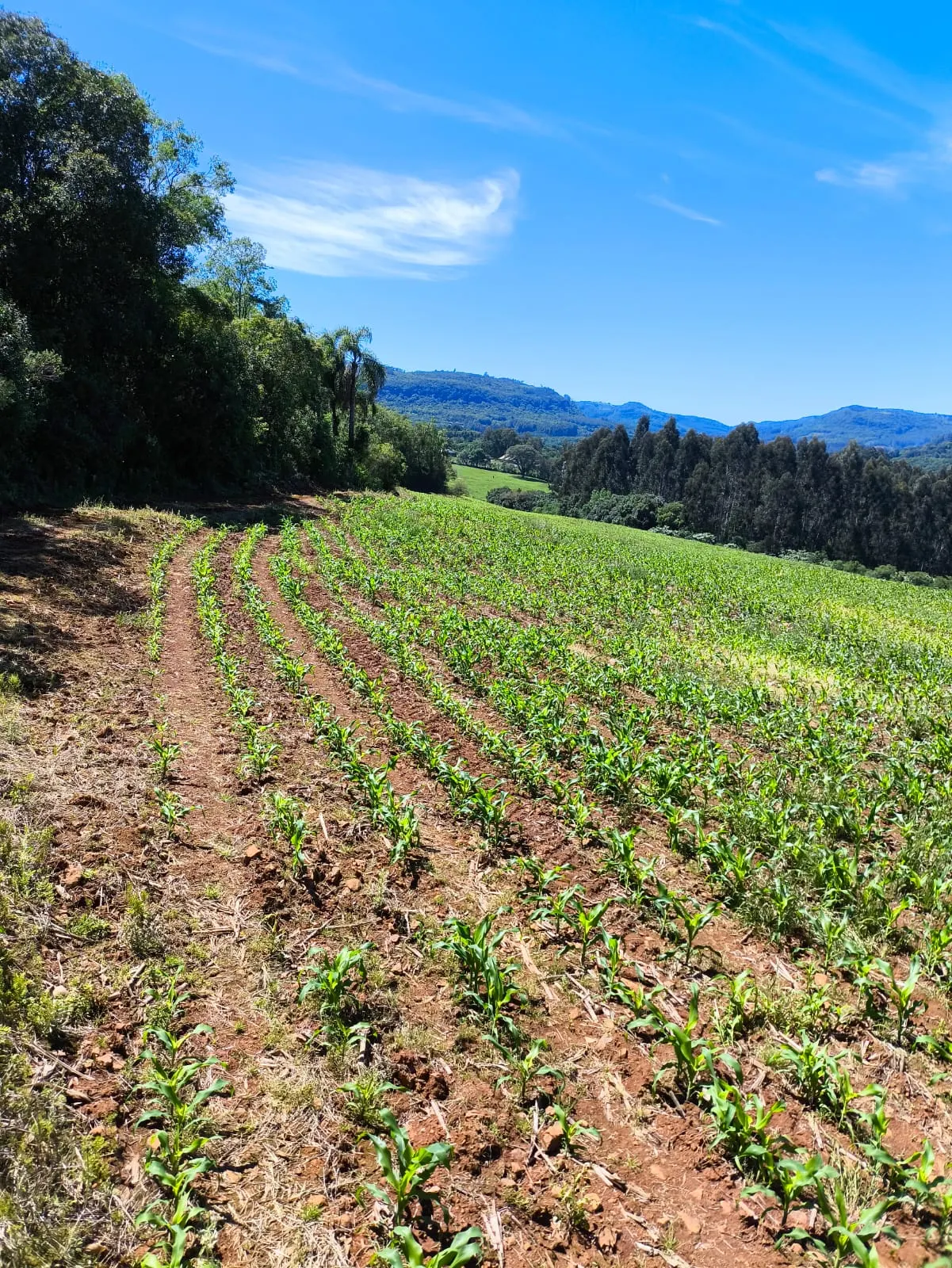 Small farm for sale of 14 acres in Gramado, RS, Brazil