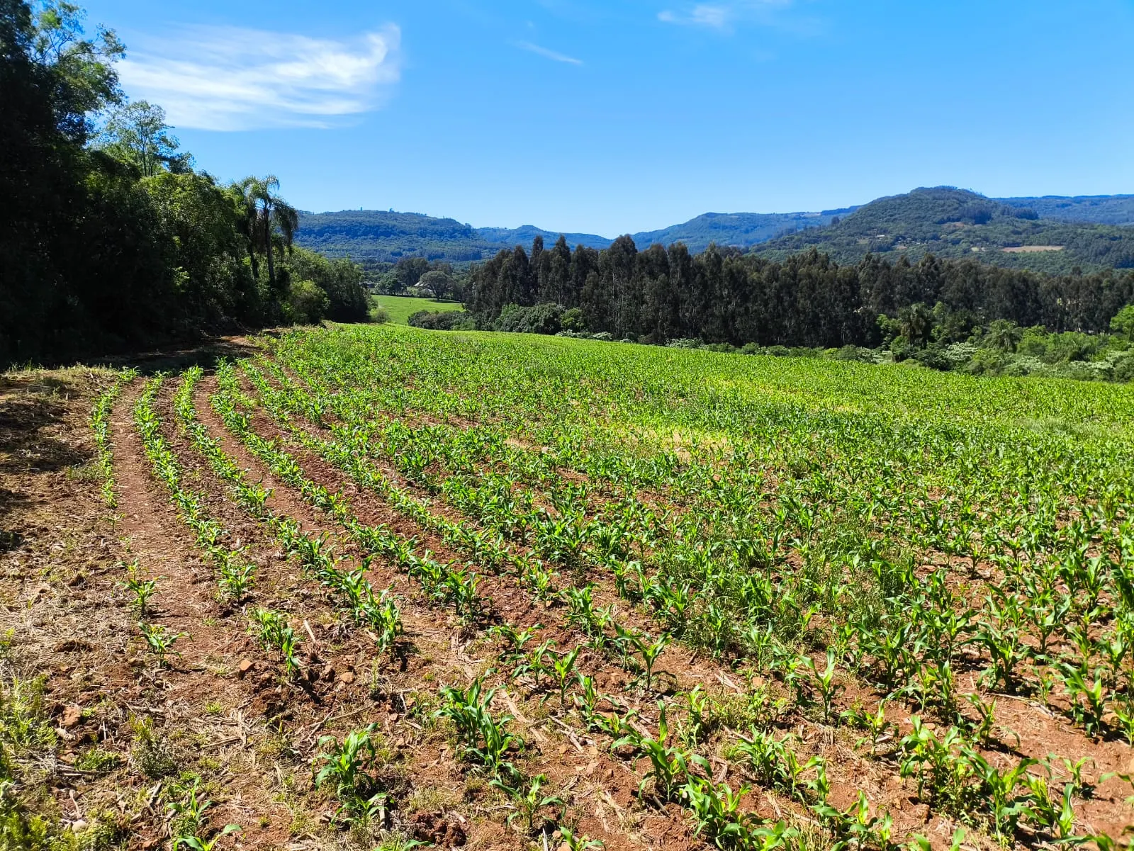 Small farm for sale of 14 acres in Gramado, RS, Brazil