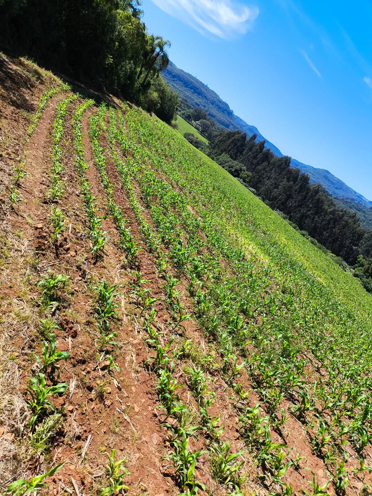 Small farm for sale of 14 acres in Gramado, RS, Brazil
