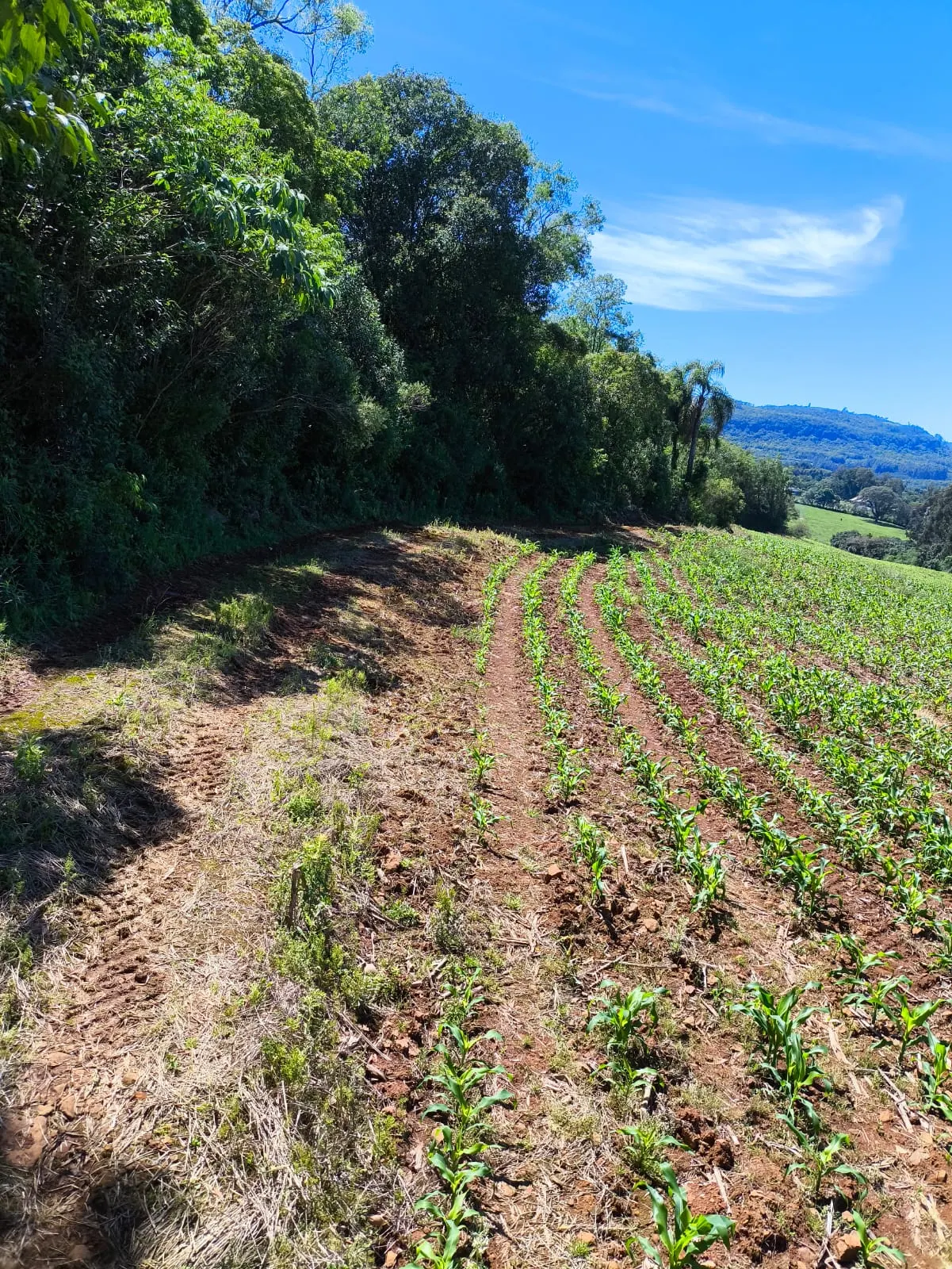 Small farm for sale of 14 acres in Gramado, RS, Brazil