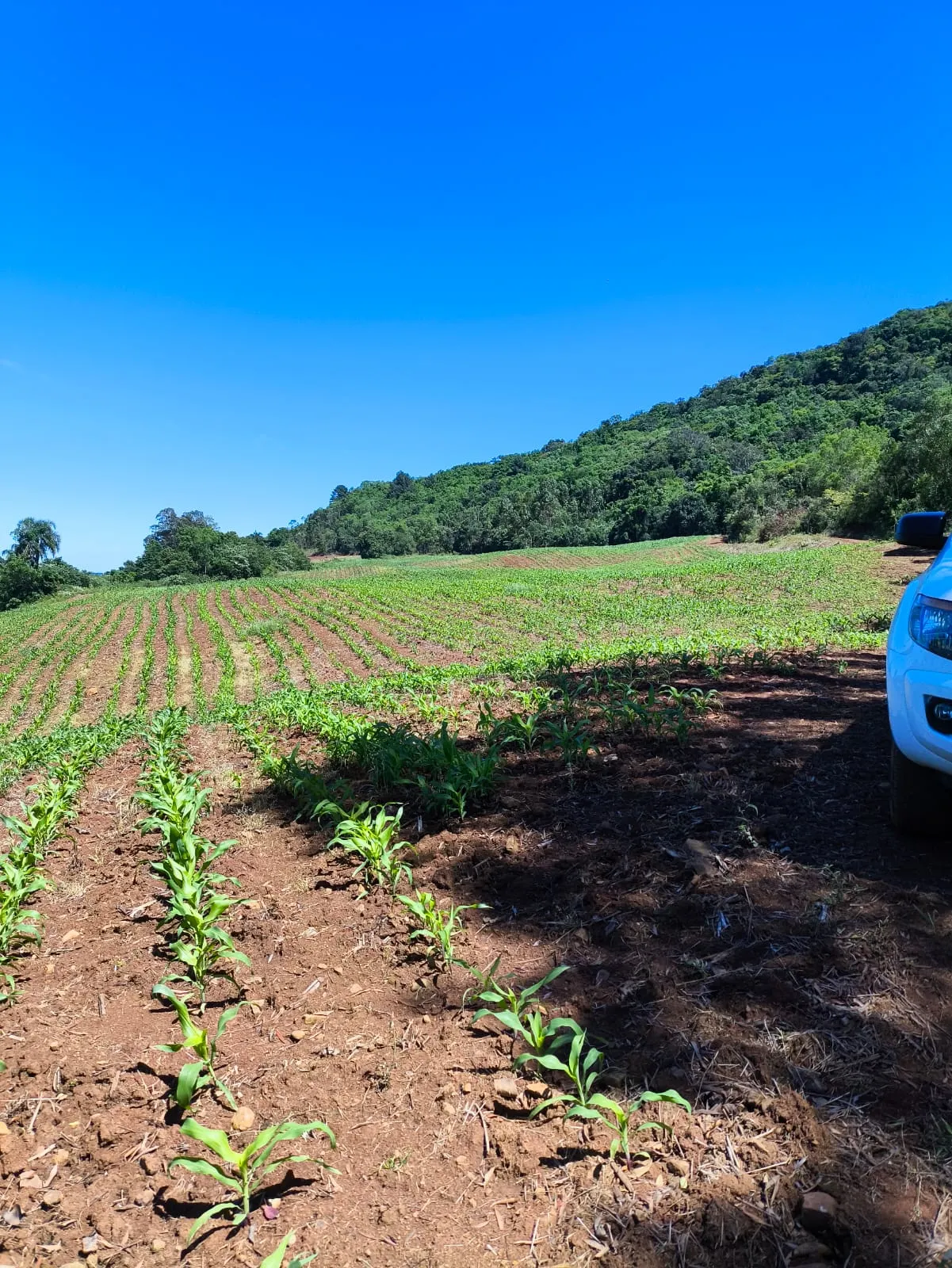 Small farm for sale of 14 acres in Gramado, RS, Brazil