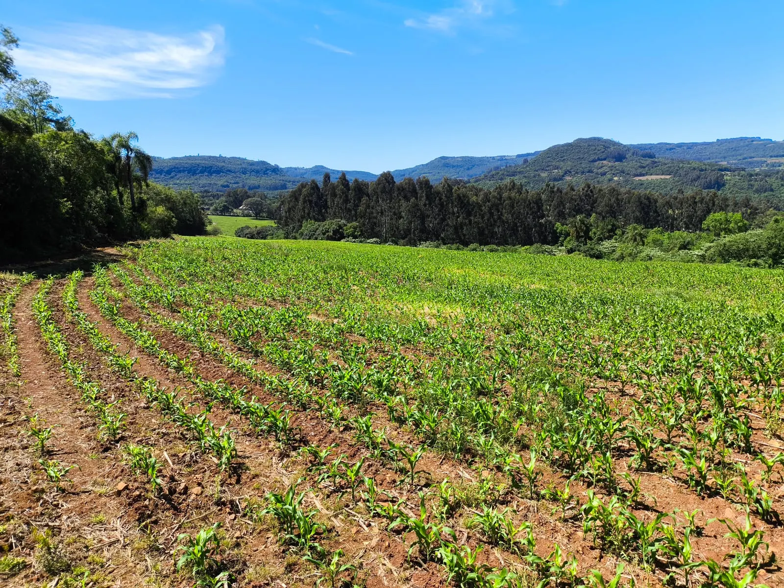 Small farm for sale of 14 acres in Gramado, RS, Brazil