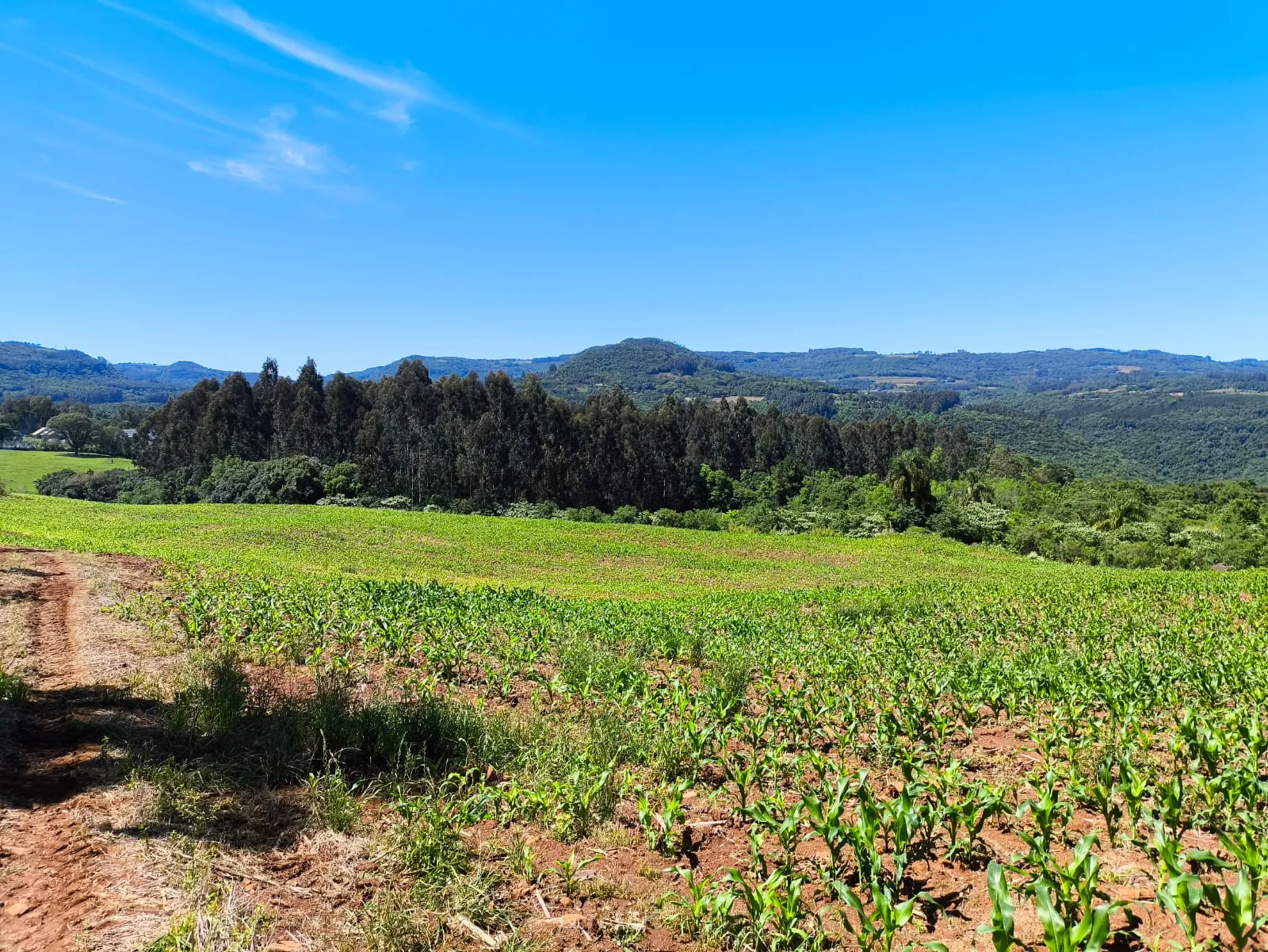 Small farm for sale of 14 acres in Gramado, RS, Brazil