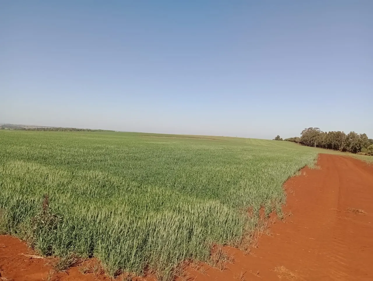 Fazenda à venda de 990 ha em Avaré, SP, Brasil