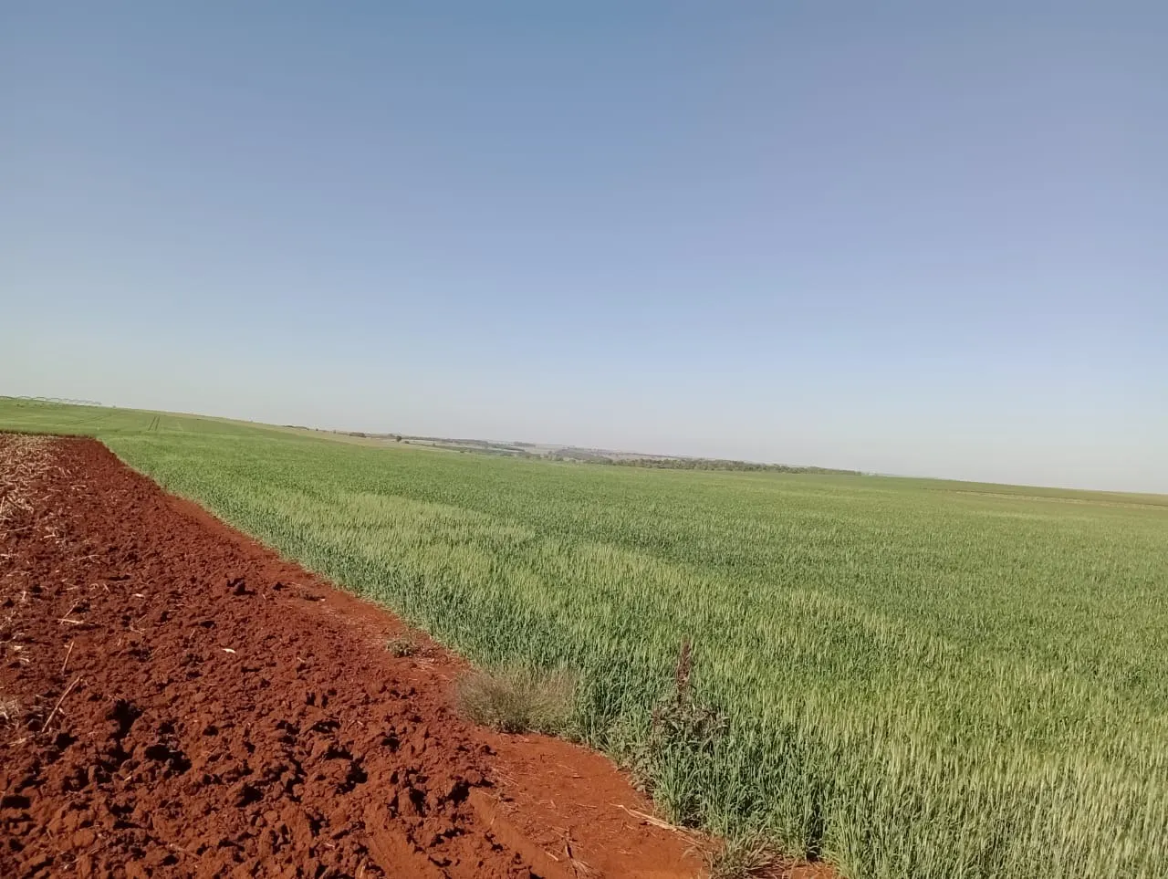 Fazenda à venda de 990 ha em Avaré, SP, Brasil
