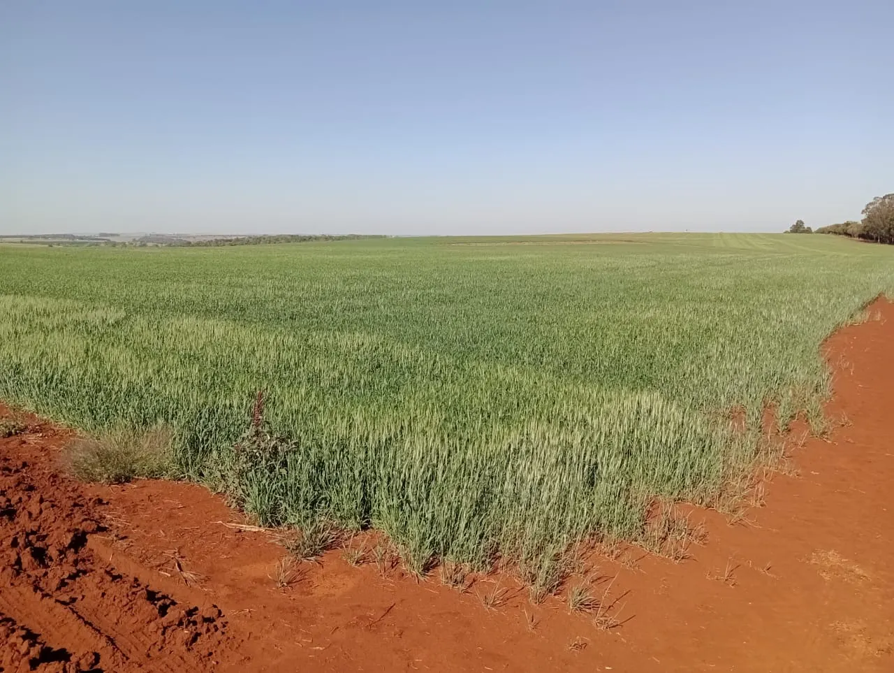 Fazenda à venda de 990 ha em Avaré, SP, Brasil
