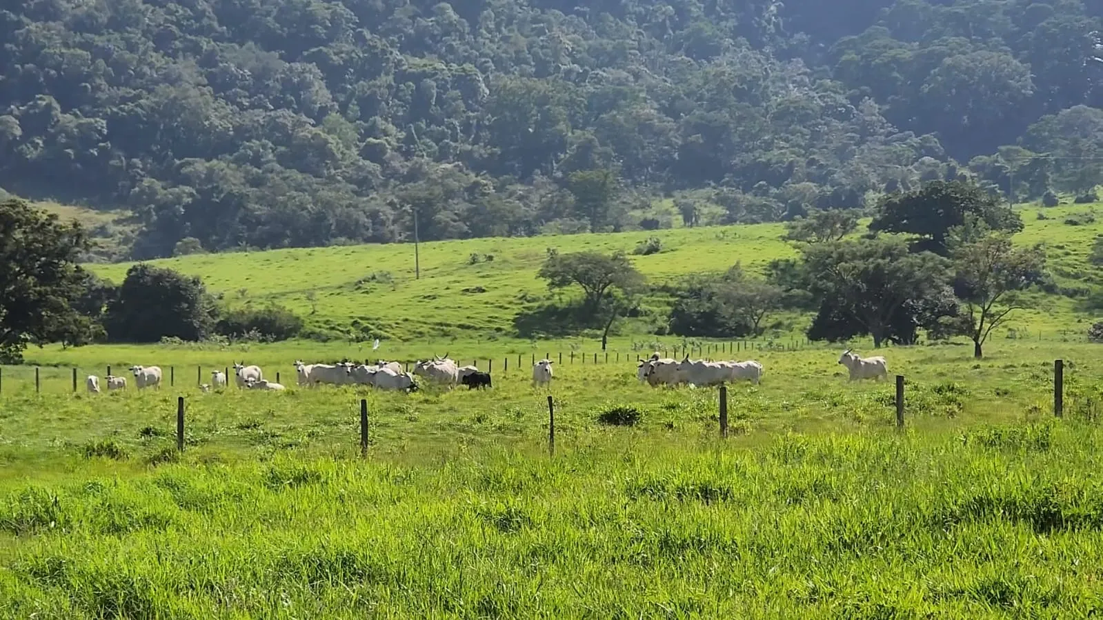 Fazenda à venda de 212 ha em Brotas, SP, Brasil